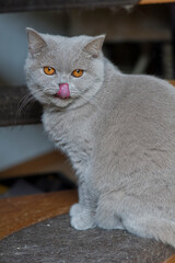Fototapeta premium Schleckende Britisch Kurzhaar Katze