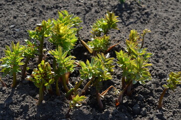 Młode rośliny lubczyka w glebie na wiosnę, Levisticum officinale