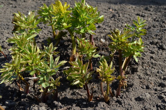 Młode rośliny lubczyka w glebie na wiosnę, Levisticum officinale