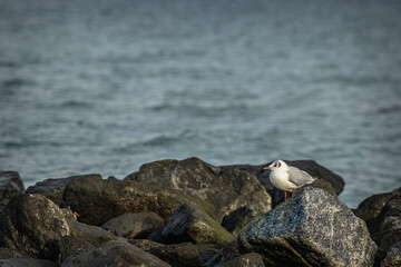 seagull on the rocks
