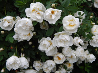 Bush with white roses, many roses 
