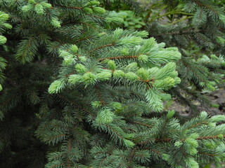 spruce, tree, green, sprouts, nature, branch, forest, plant, fir, christmas,  needles, evergreen, needle, leaf, texture, season, coniferous, closeup, winter, holiday, wood, fur-tree, flora, branches, 