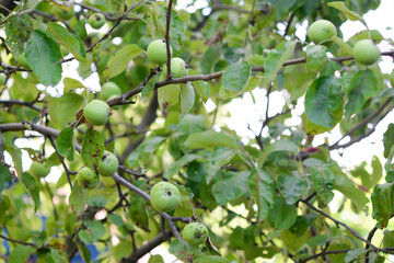 Apple on a branch in the garden