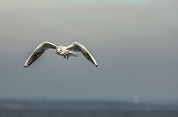 seagull in flight