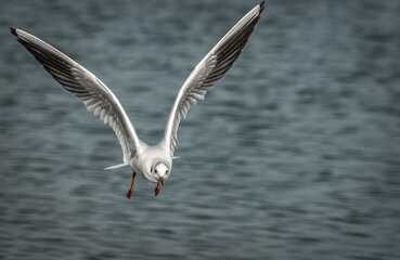 seagull in flight