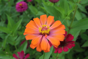 Close-up of common zinnia flowers in orange tones of purple