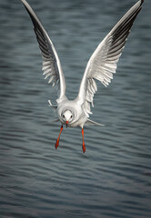 seagull in flight