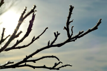 Nature close up of a frozen snow  and hoarfrost on a tree branch  and berry
