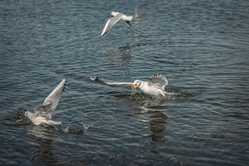 Seagulls in the lake