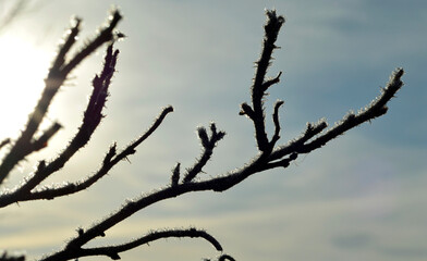 Nature close up of a frozen snow  and hoarfrost on a tree branch  and berry