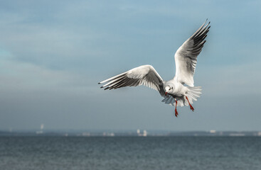 seagull in flight