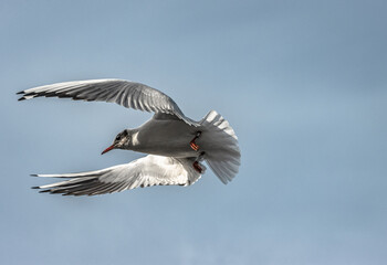 seagull flying in the sky