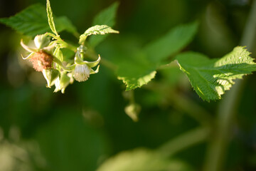 Raspberry flower on a bush