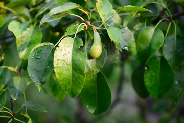 Pear closeup in the garden