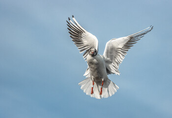 seagull in flight
