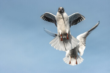 a seagull in flight