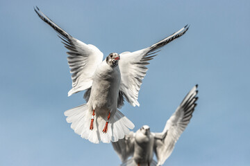 seagull in flight