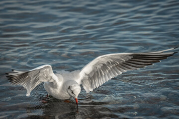 Fototapeta na wymiar seagull on the water