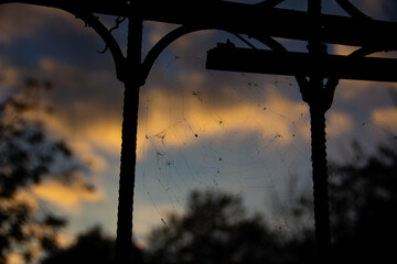 spider with cobwebs on an old fence against the backdrop of a sunset sky