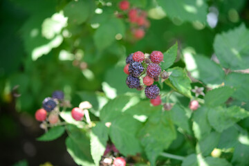Ripe blackberry in the garden