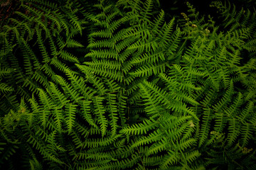 green fern background