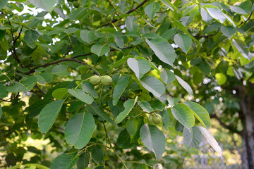 
Walnut on wood in nature