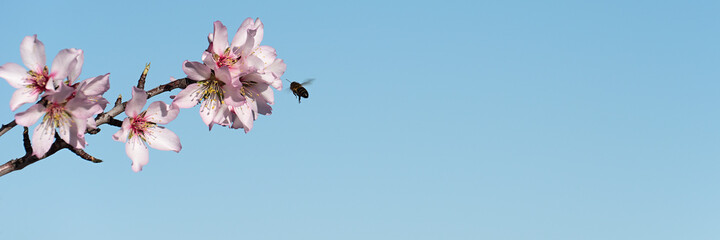 Fototapeta na wymiar White almond flowers and buds, tit sitting on a branch, flowering trees as a symbol of coming spring. Bee flying from a flower to another in a beautiful spring sunny day collecting nectar