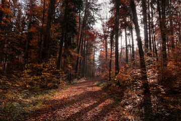 Autunno Urdorf Wald 3