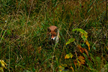 fox