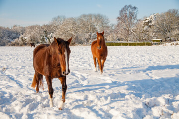 Two horses in a snow covered field on a sunny winter's day