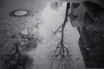 houses and trees that are reflected in a puddle