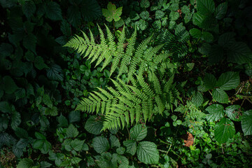 fern leaves in the forest