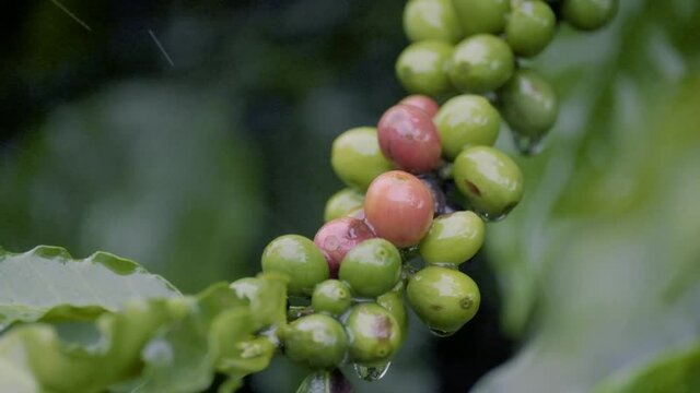 Coffee plants with rain in slow motion