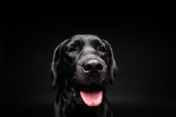 Portrait of a Labrador Retriever dog on an isolated black background.