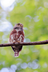 Least Pygmy-Owl (Glaucidium minutissimum) perched on a log. Rare endemic bird of south america
