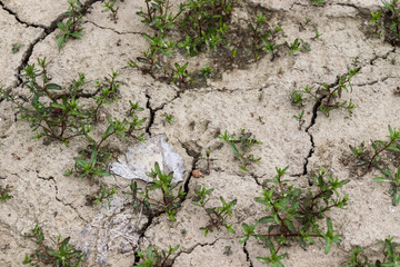 Coon tracks footprint found in the dry mud. High quality photo