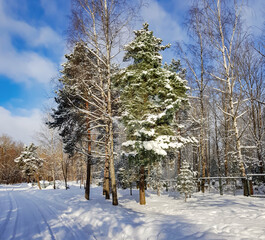 Beautiful coniferous forest on a winter sunny day in Riga, Latvia
Cold winter weather.