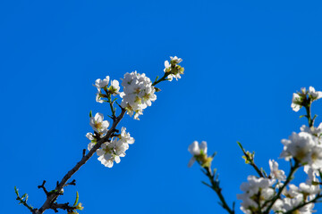 Almond blossom branch on a blue background
