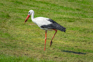 Storch ( Adebar ) auf der Wiese im Ostseebad Kühlungsborn