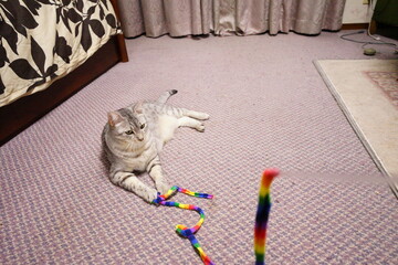 ひもで遊ぶエジプシャンマウ