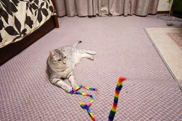 ひもで遊ぶエジプシャンマウ