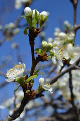 Kwiaty śliwy, Prunus domestica