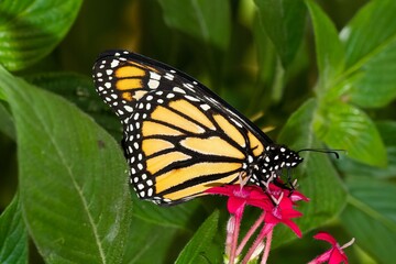 Fototapeta na wymiar Monarch butterfly, orange butterfly with black stripes on the flower, selective focus