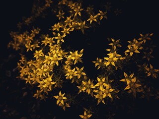 Small yellow flowers on the dark background.