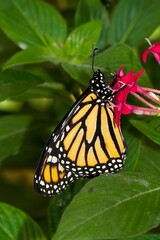 Monarch butterfly, orange butterfly with black stripes on the flower, selective focus
