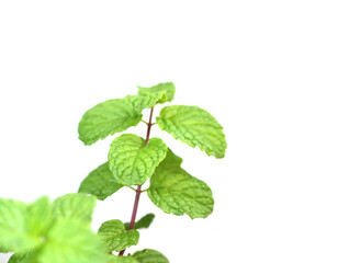 Mint leaf isolated on white background.