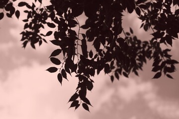Silhouette of a tree branch on a pale pink background