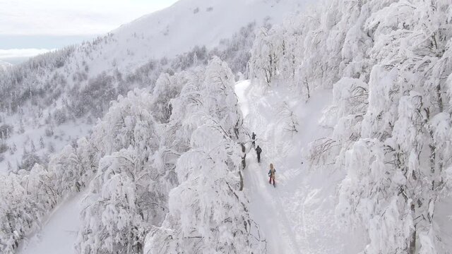 AERIAL: Flying above a group of tourists ski touring in the untouched snowy mountains of Bohinj. Three unrecognizable fit people explore picturesque snow covered landscape during splitboarding trip.