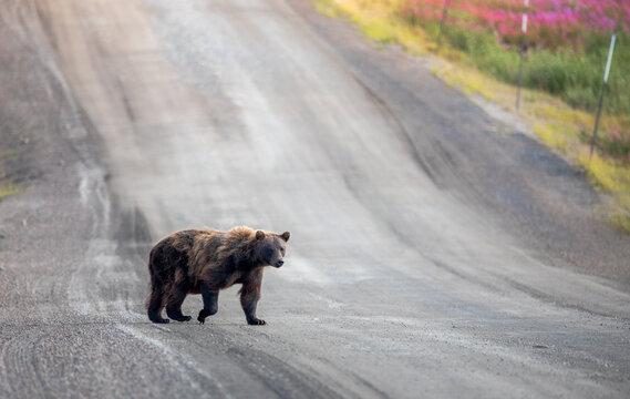 Grizzlyb&auml;r auf dem Dempster Highway