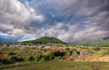 Almond trees blooming in Mallorca. Country landscape. 